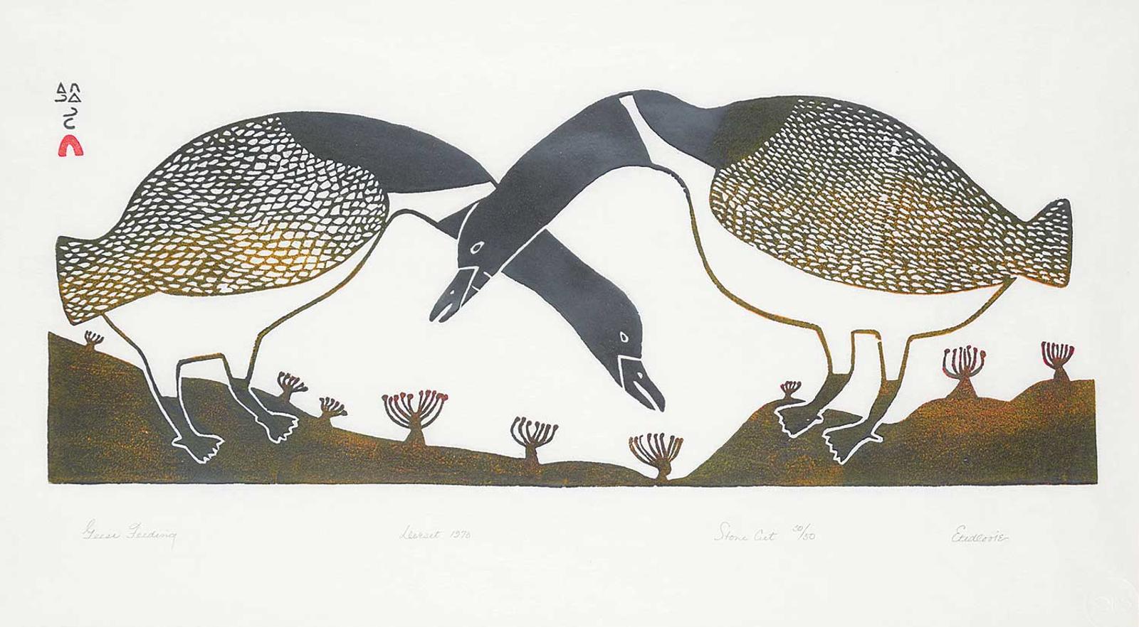 Etidlooie - Geese Feeding #50/50