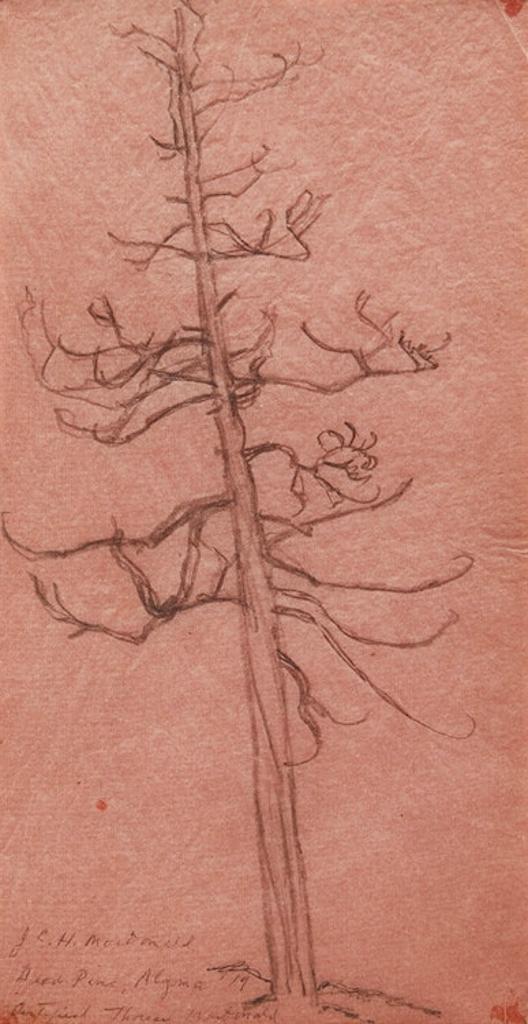 James Edward Hervey (J.E.H.) MacDonald (1873-1932) - Dead Pine, Algoma
